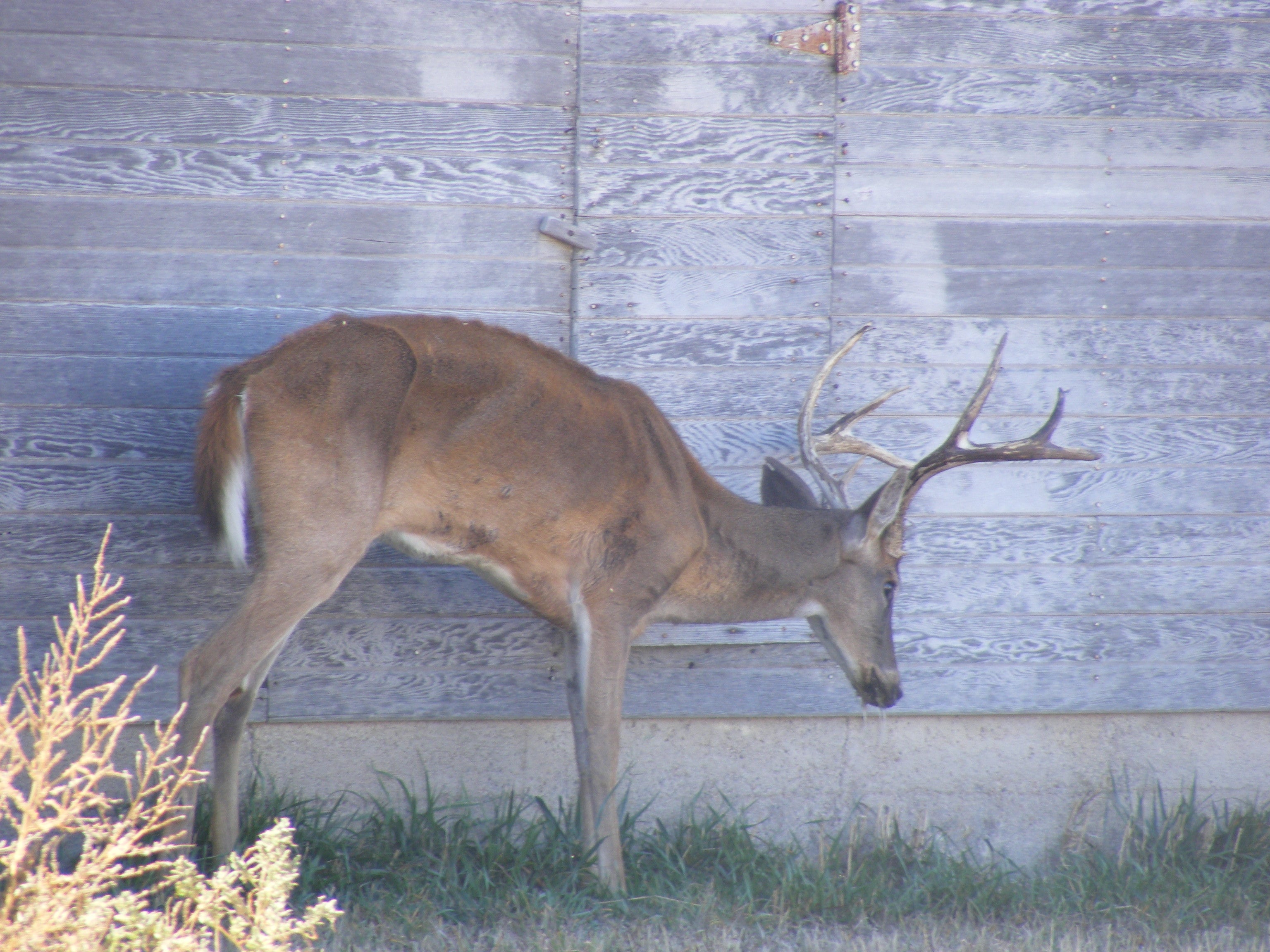 Deer with CWD courtesy of the Kansas Dept. of Wildlife, Parks and Tourism