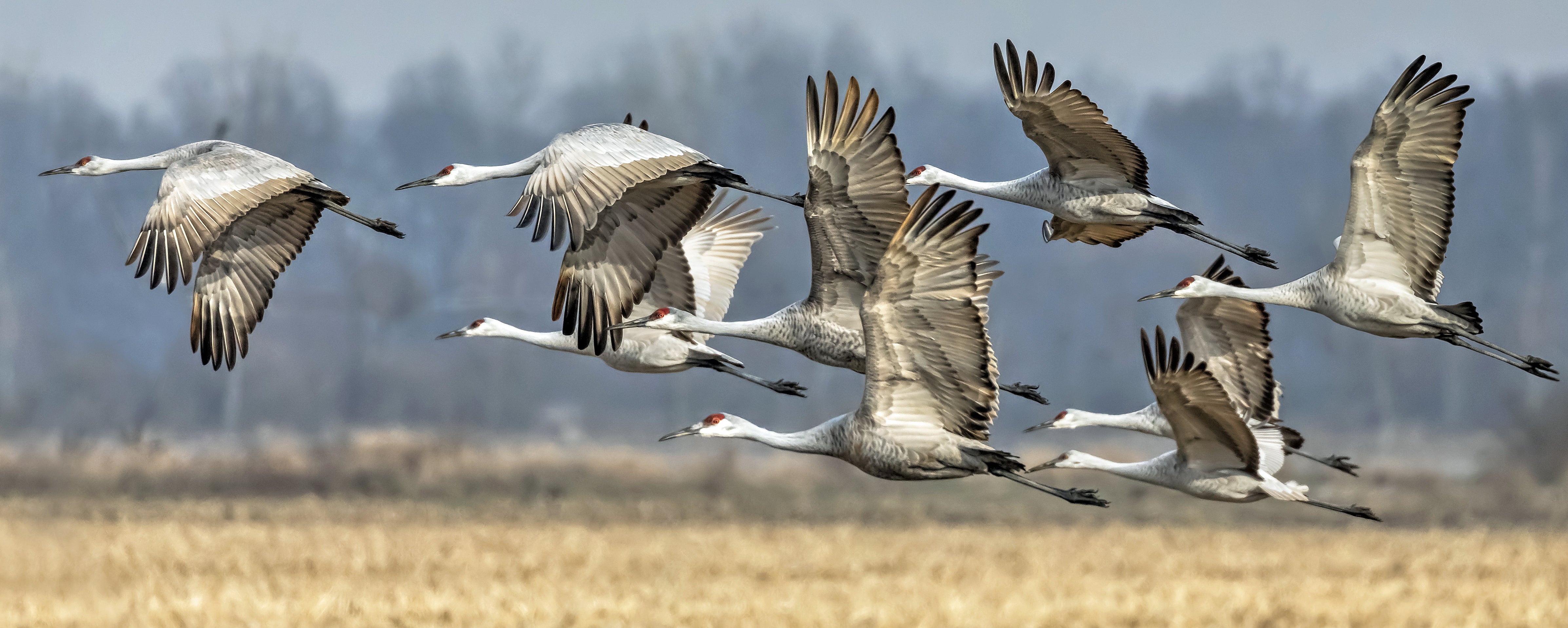 sandhill cranes flying