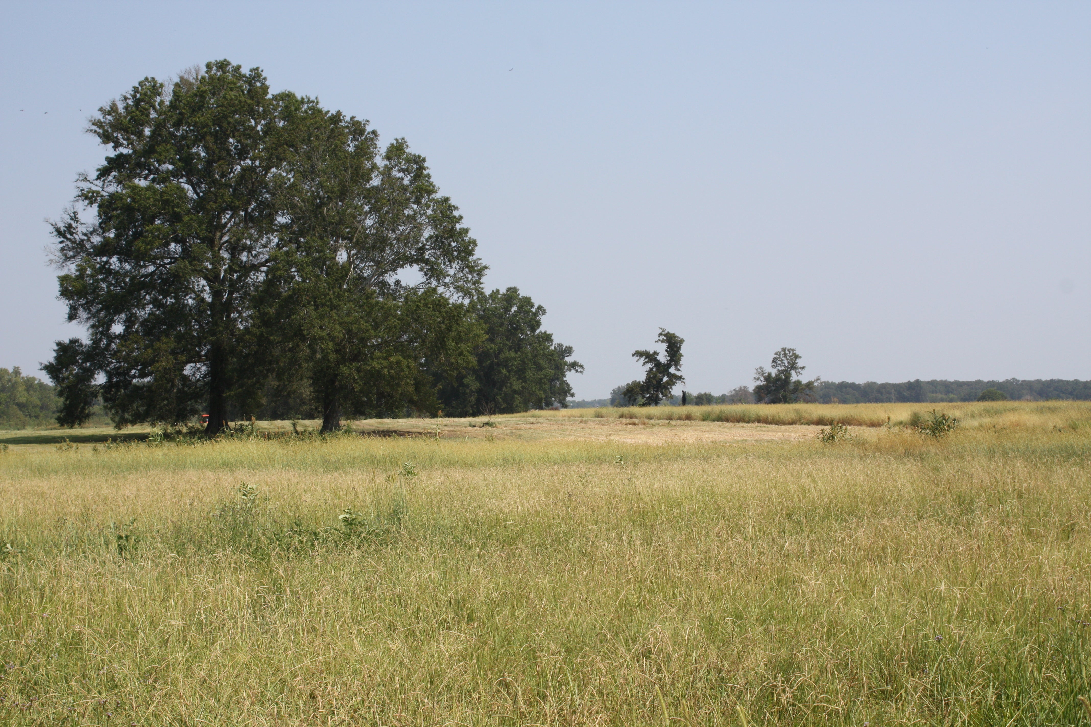 The M. Barnett Lawley Forever Wild Field Trial Area consists of 4,300 acres in Hale County and is managed as a nature preserve and recreation area.