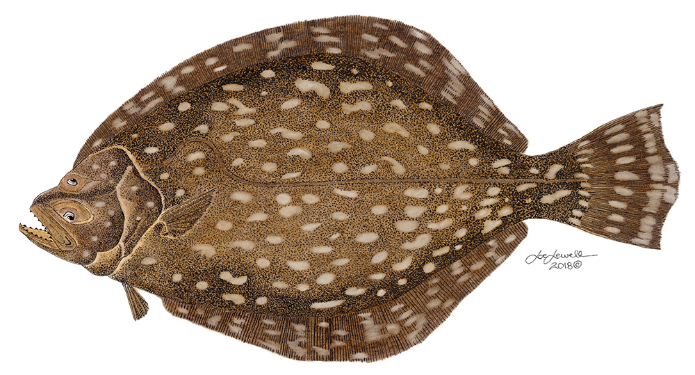 Flounder