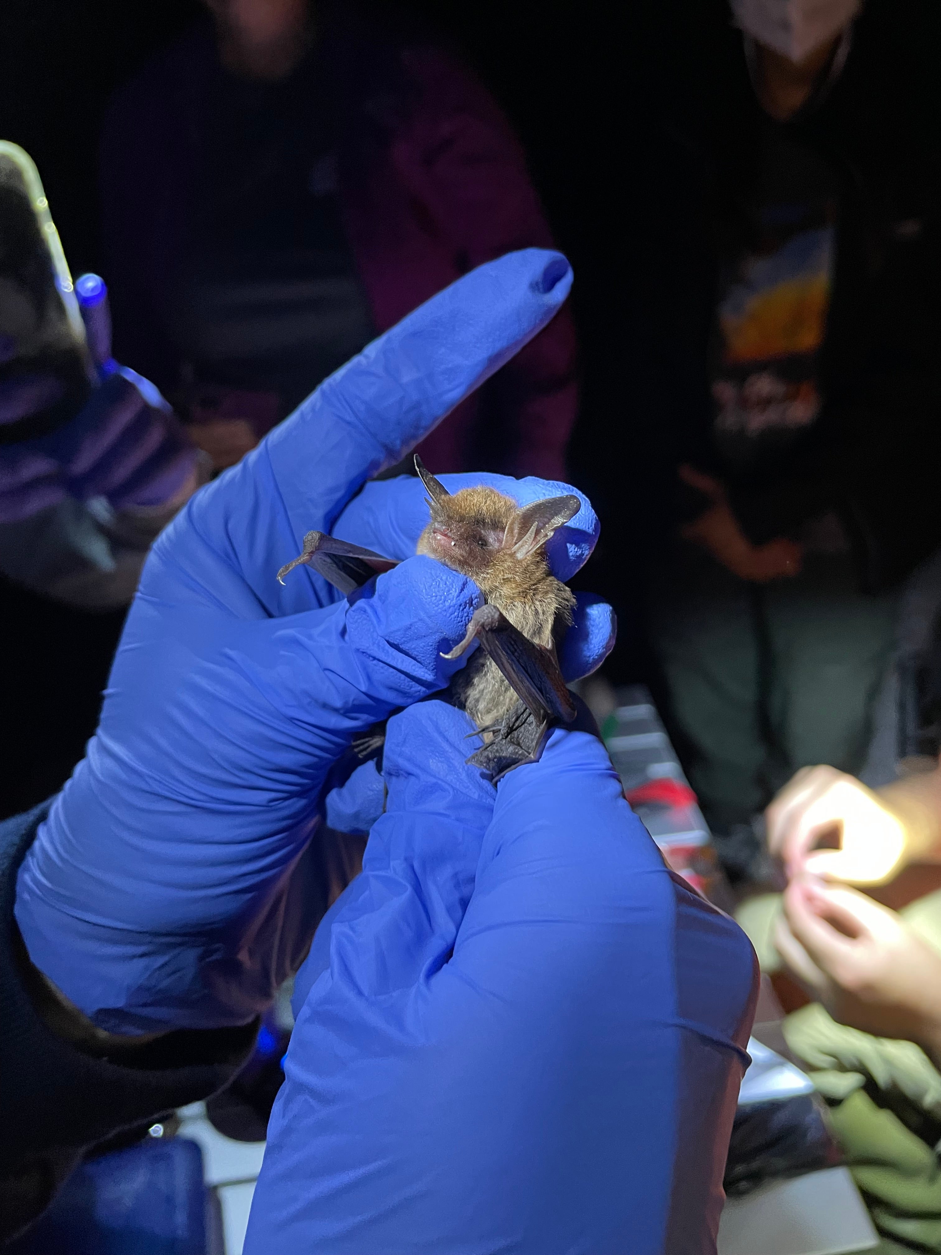 Breeding Population of Endangered Northern Long-eared Bats Discovered in Coastal Alabama