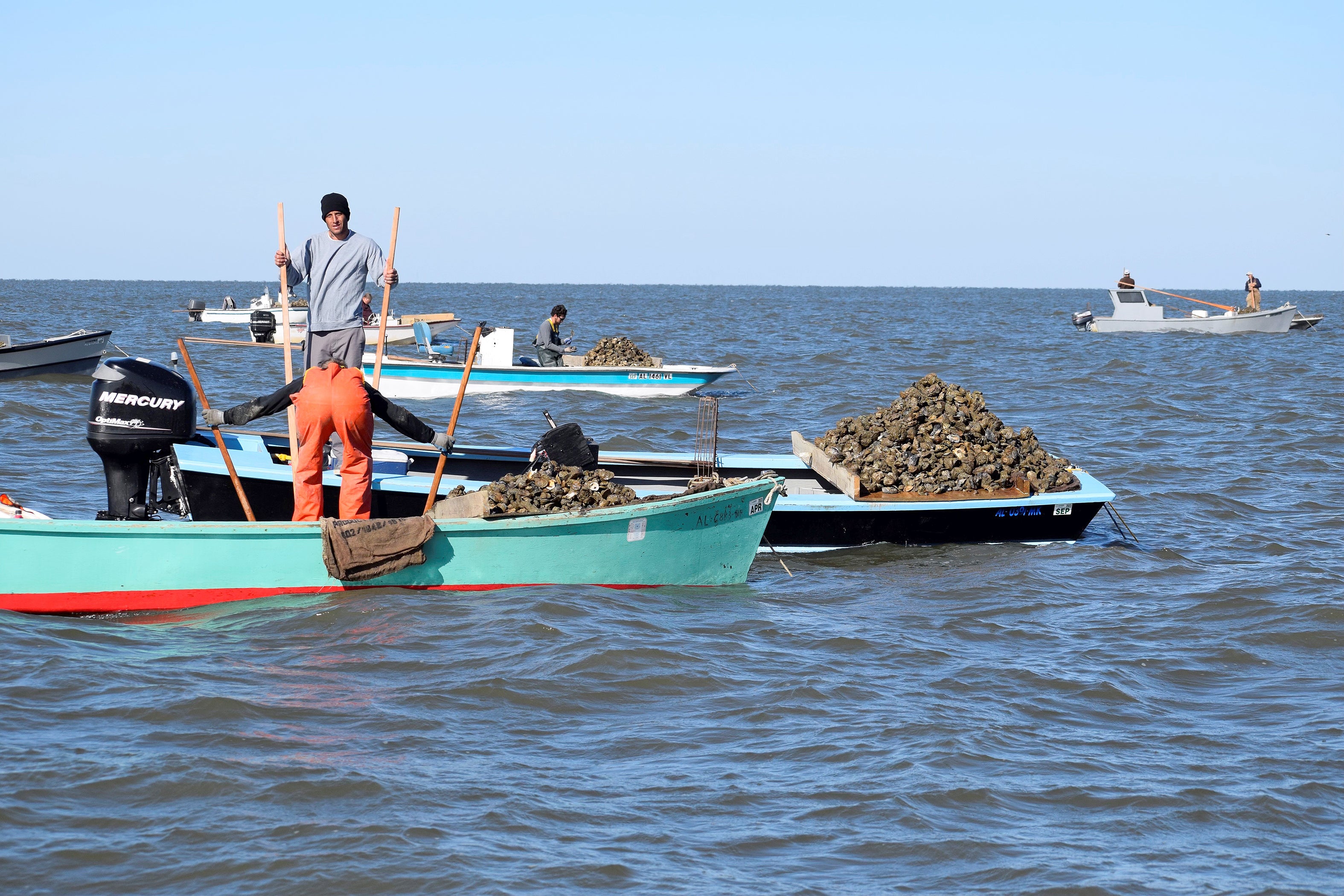 Oysters harvest photo by Nicole Brown