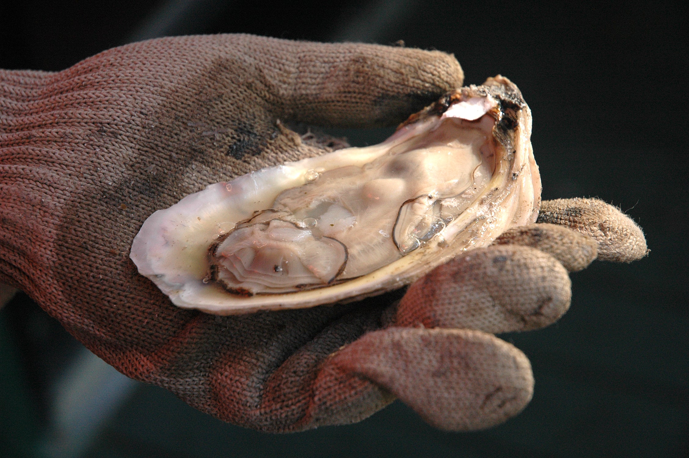 All Oyster Harvest Zones Close January 21, 2022  