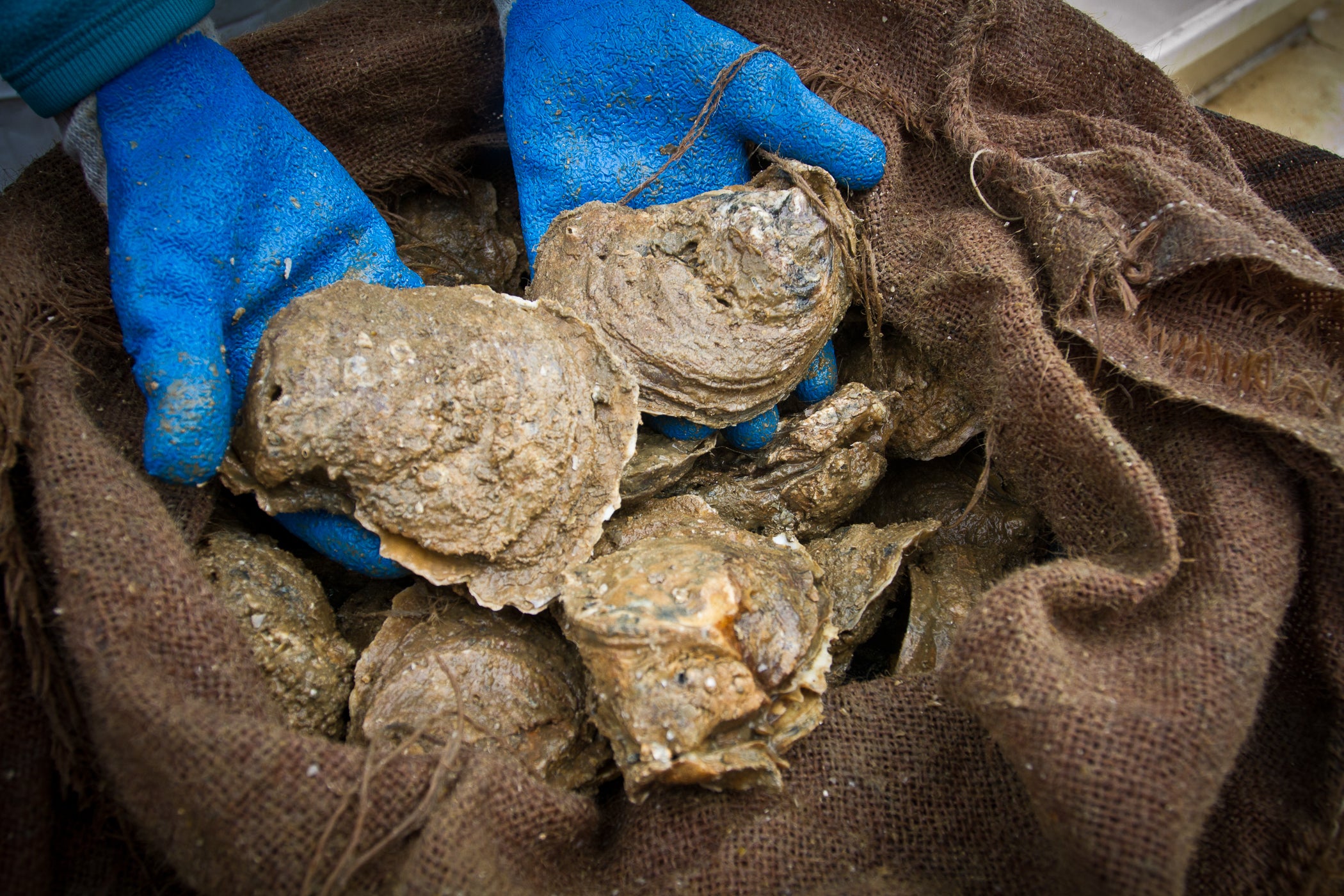 Oyster in hand- Photo by Billy Pope