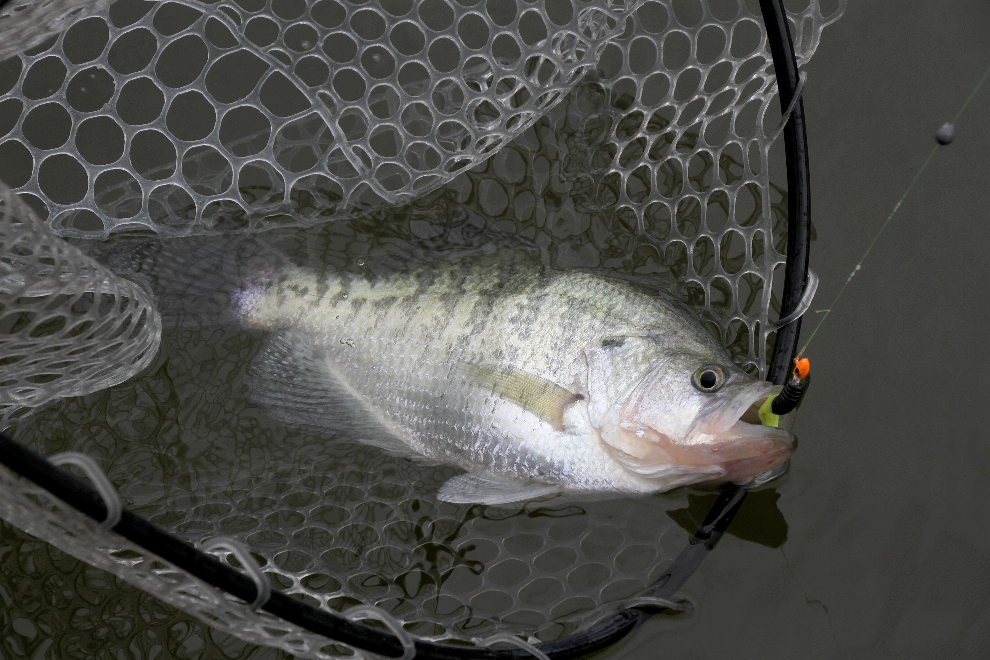 Pitts Hooked on Winter Crappie Fishing on Coosa Reservoirs