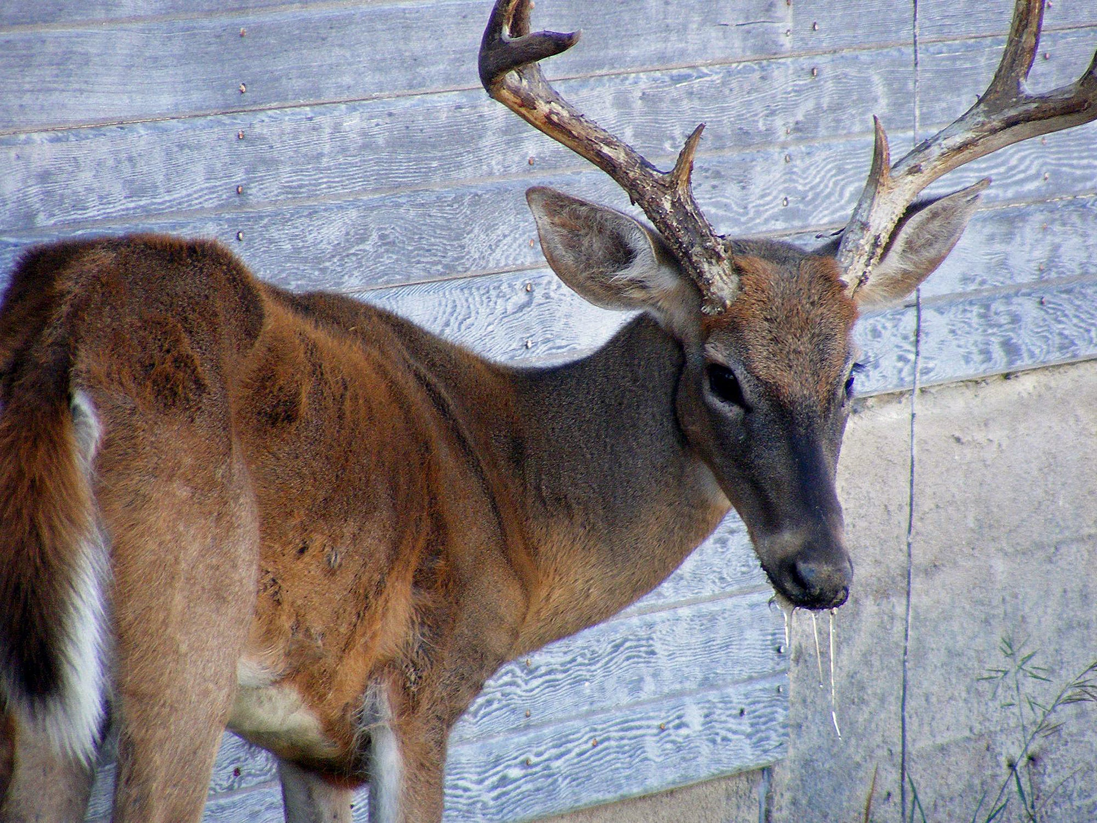 CWD buck