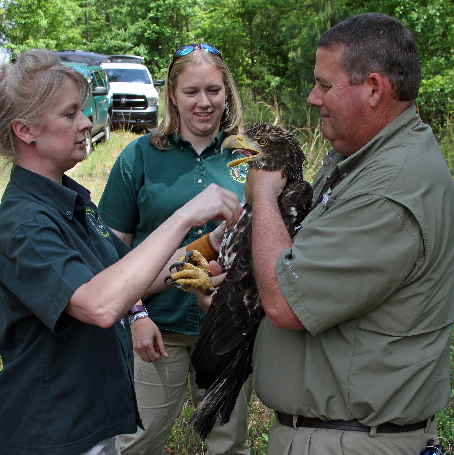 rehabilitated bald eagle