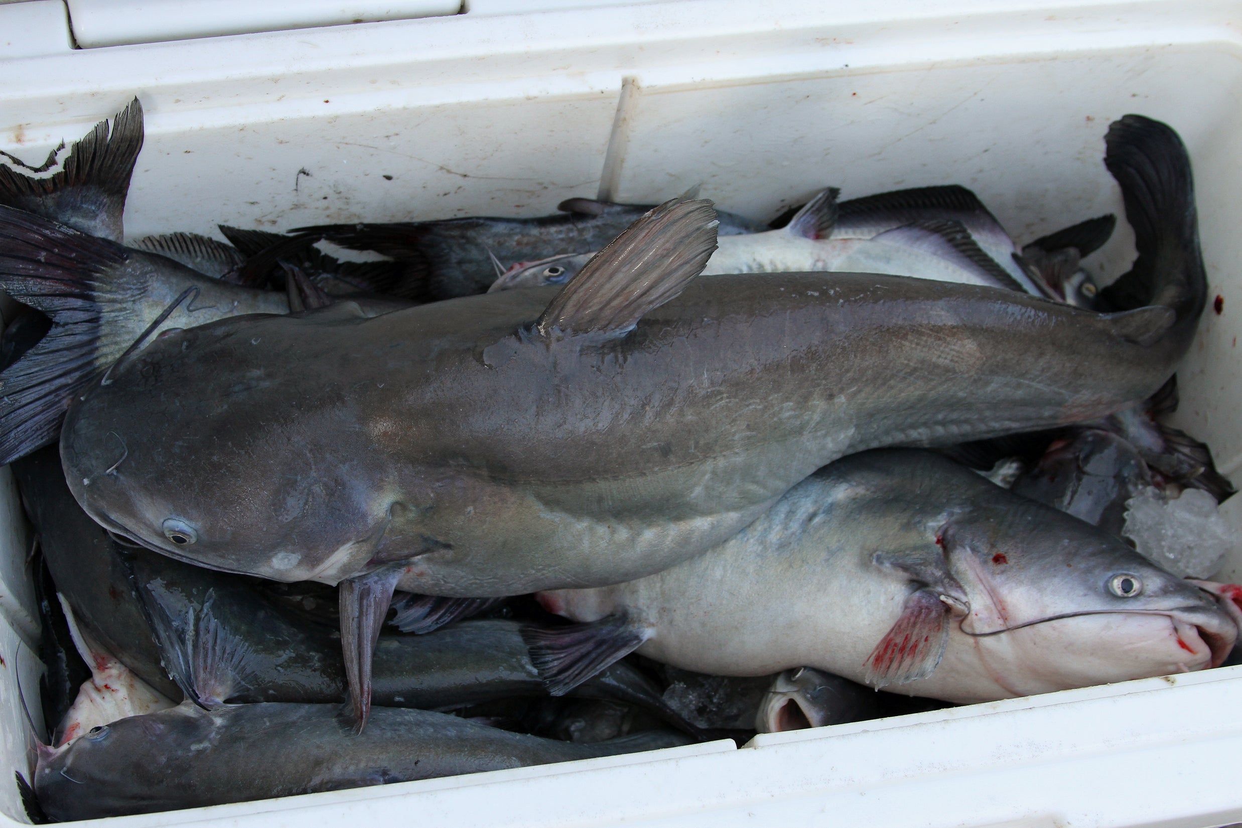 Jug Fishing Producing Plenty of Alabama River Catfish
