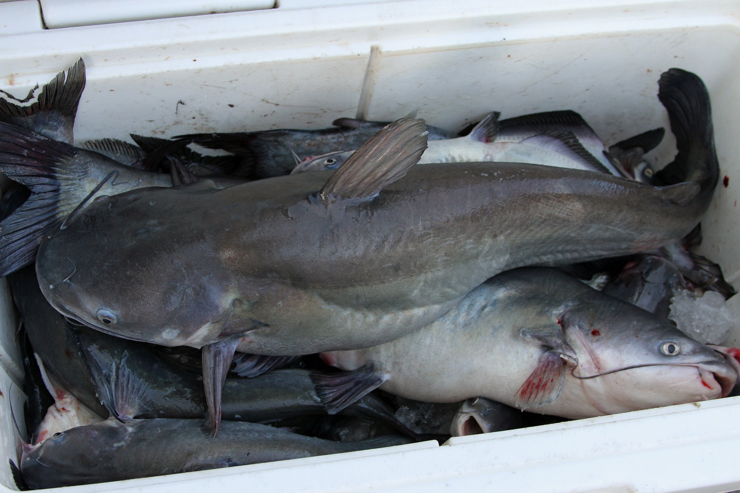 Fresh skipjack herring, either live or cut, makes some of the best