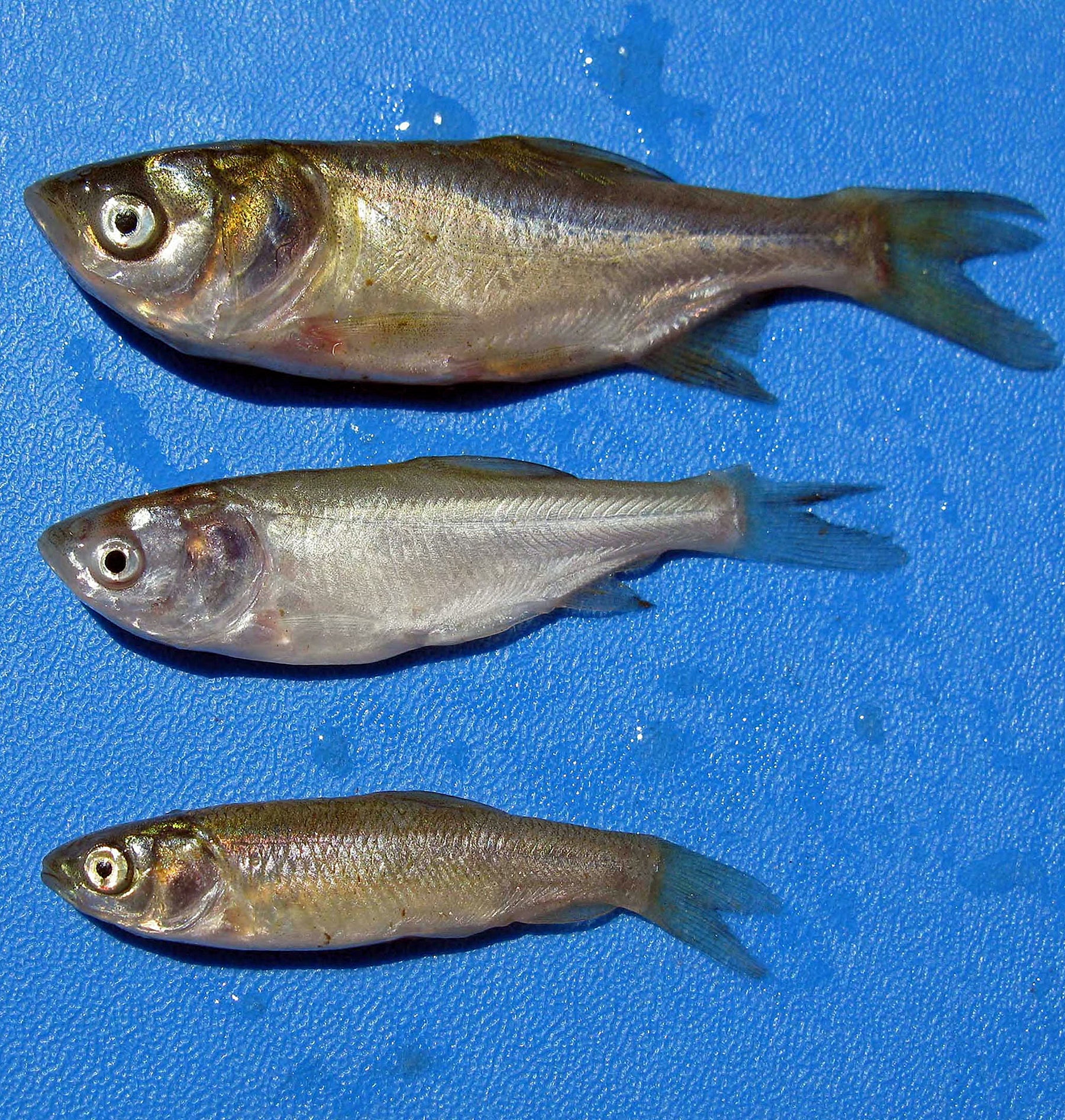 Carp Species Potential Threats to Alabama Waterways | Outdoor Alabama, image size:1800x1893