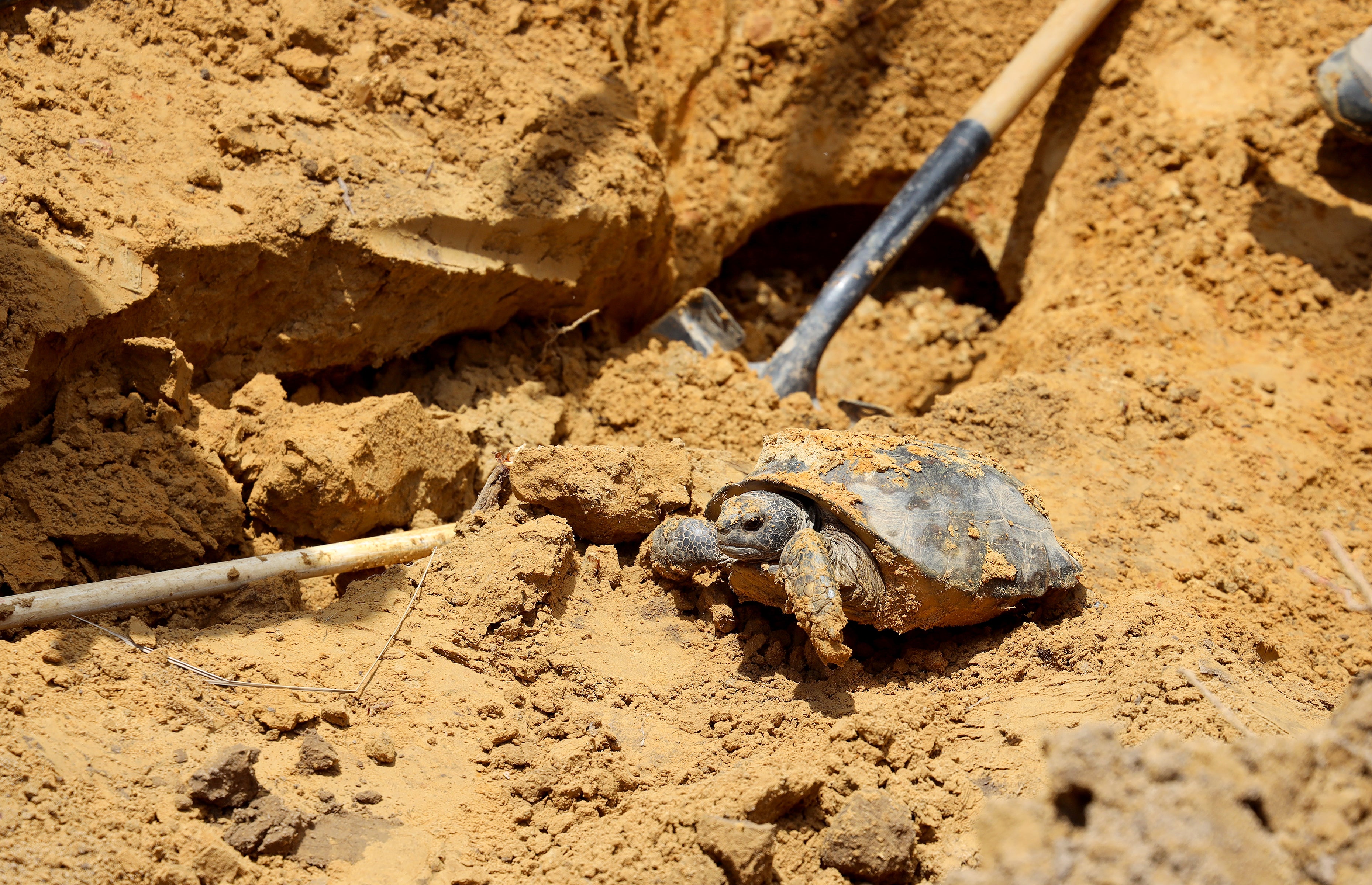 WFF, 68 Ventures Team Up to Relocate Gopher Tortoises | Outdoor Alabama