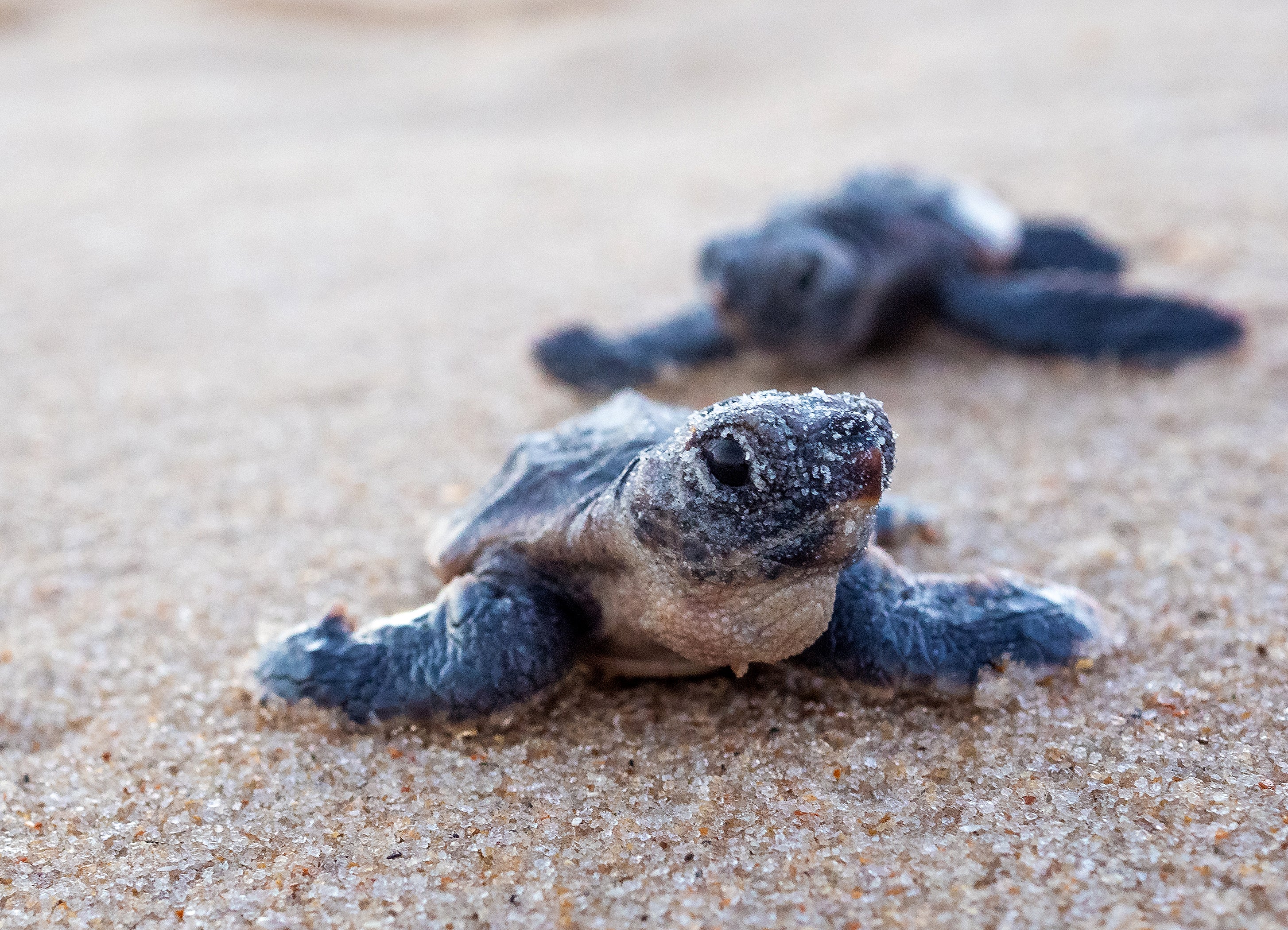 Share the Beach's Training for Sea Turtle Monitoring Coming Up