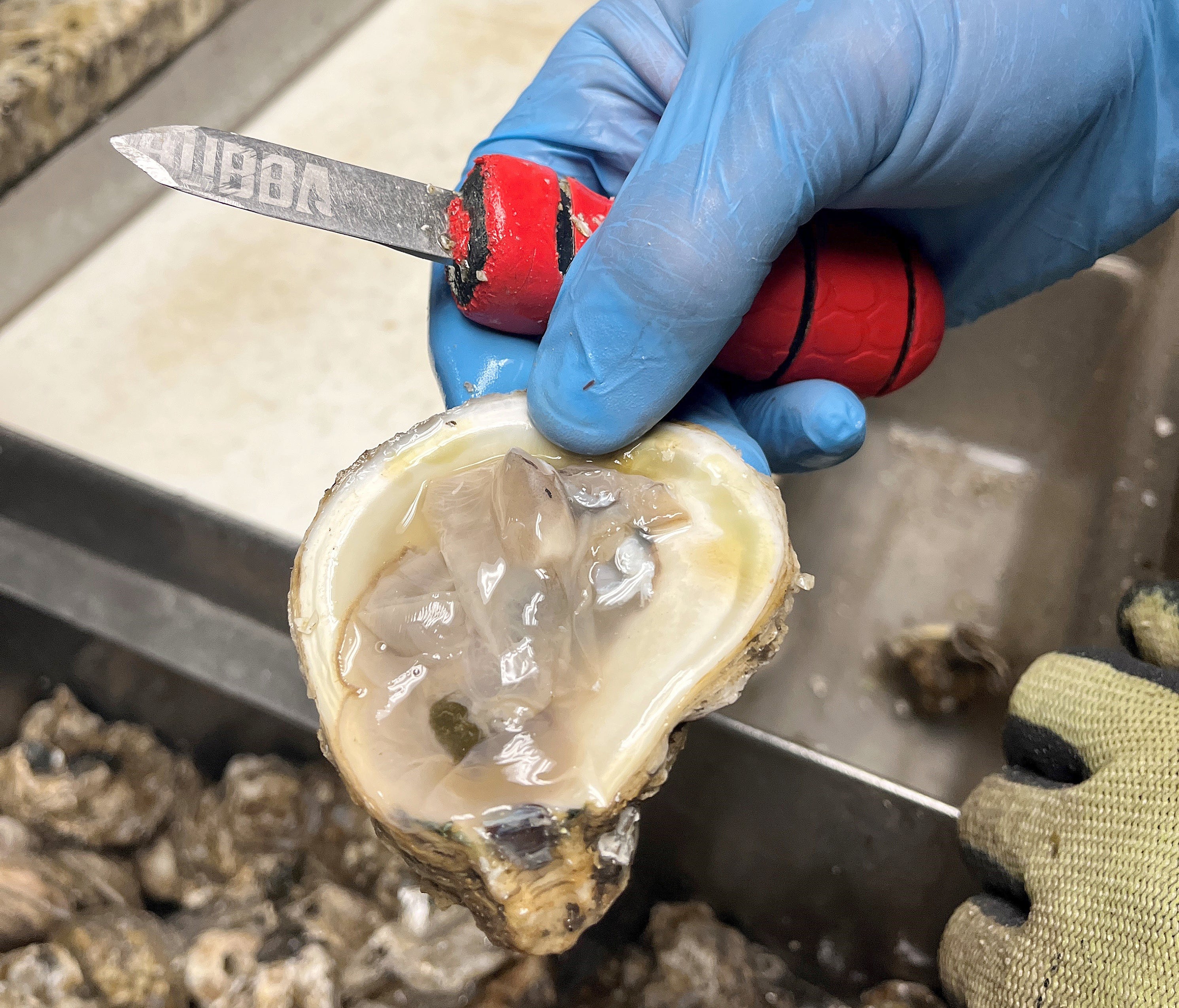oyster