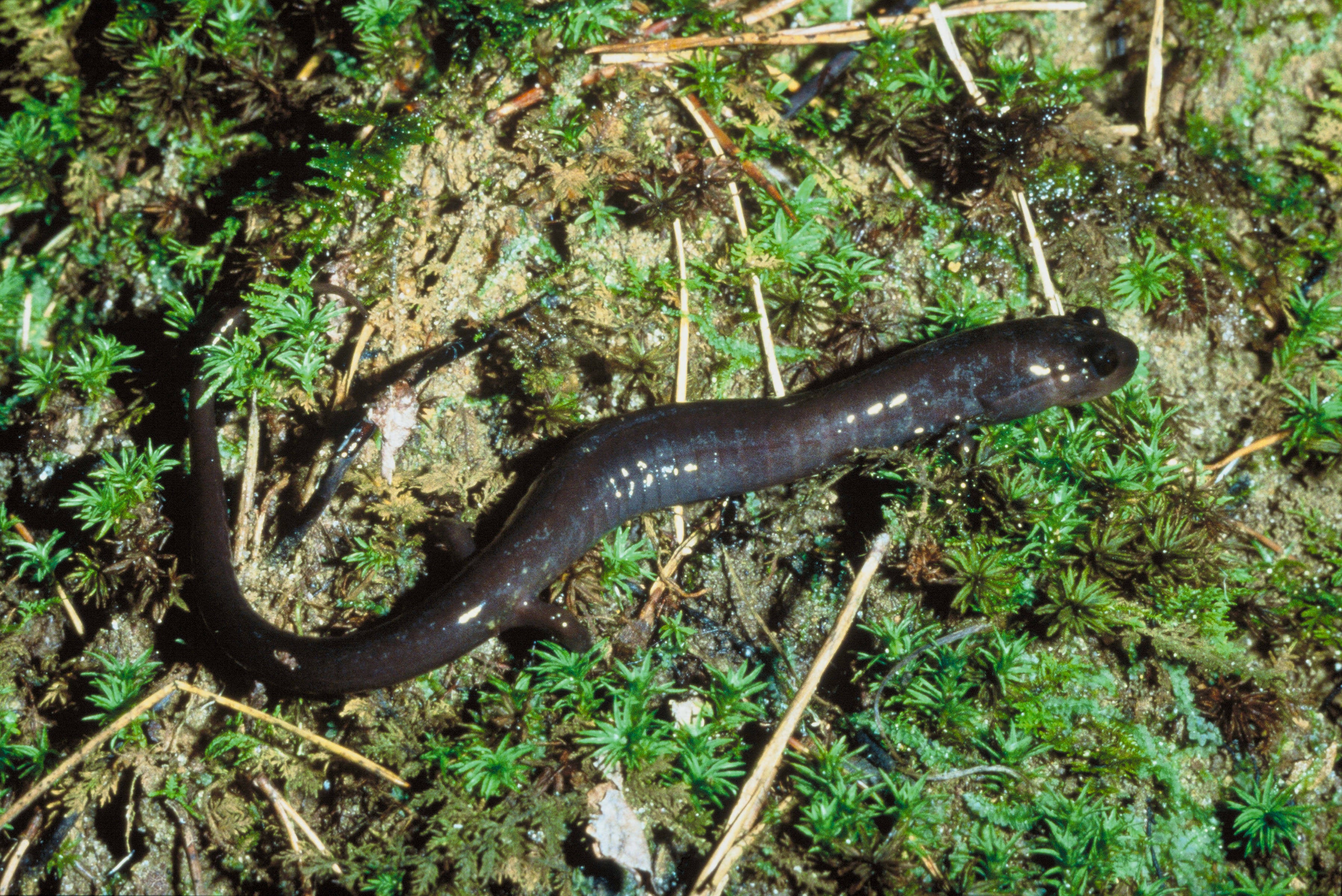 salamander