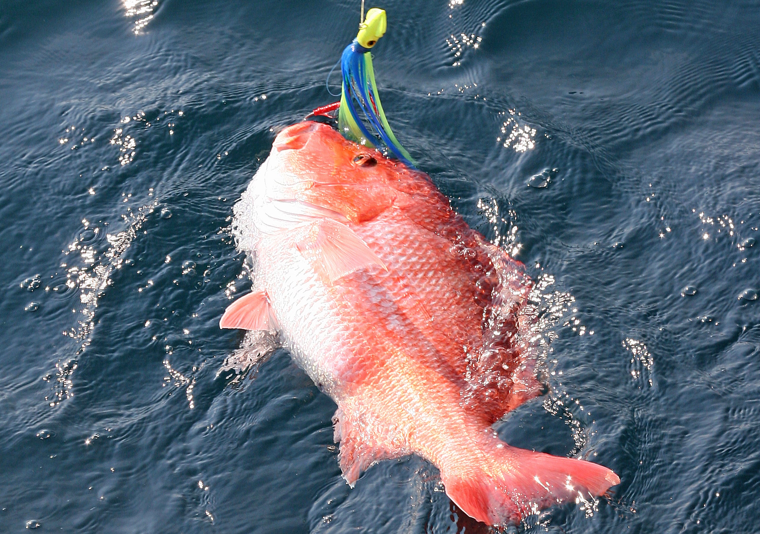 snapper