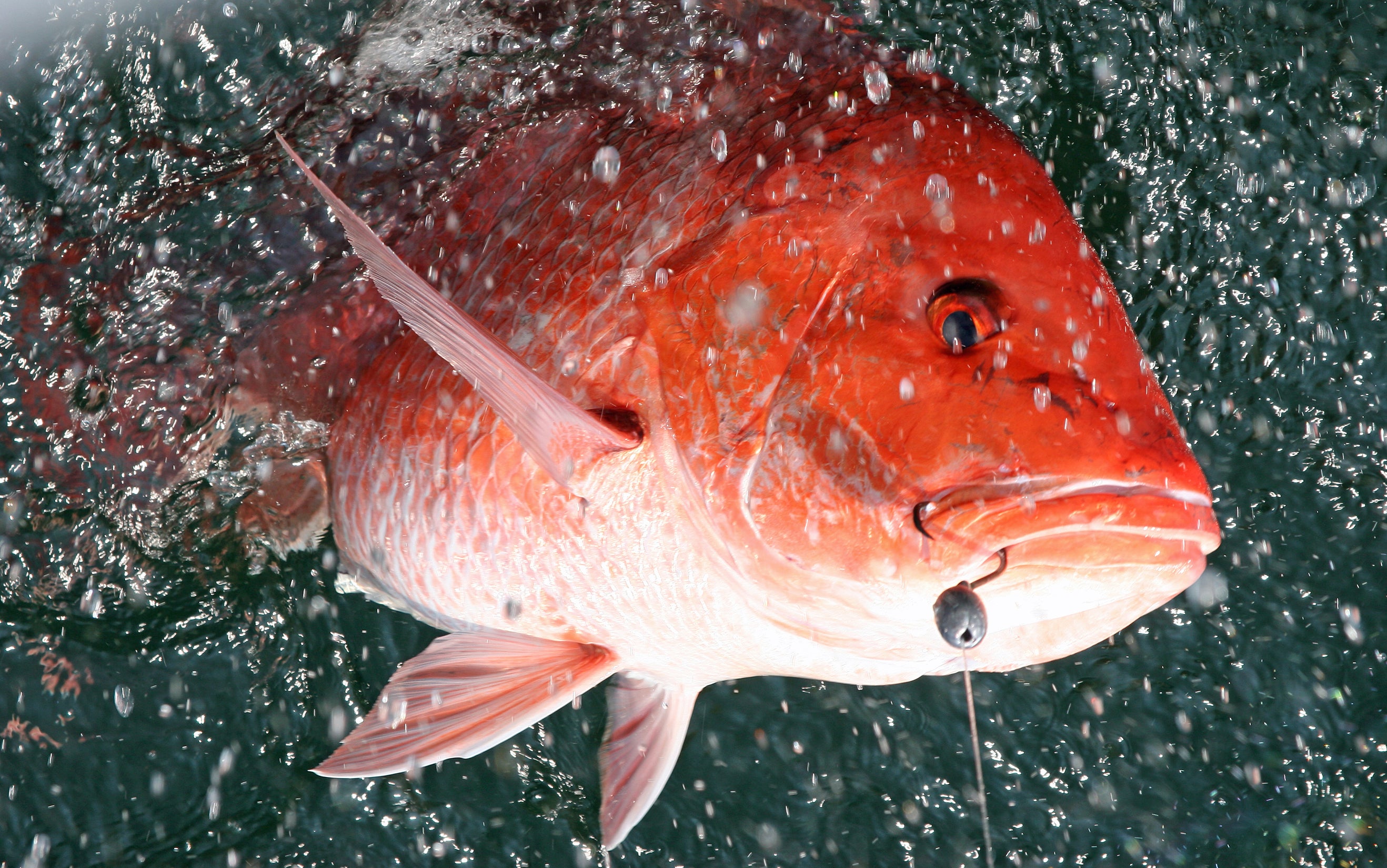 red snapper