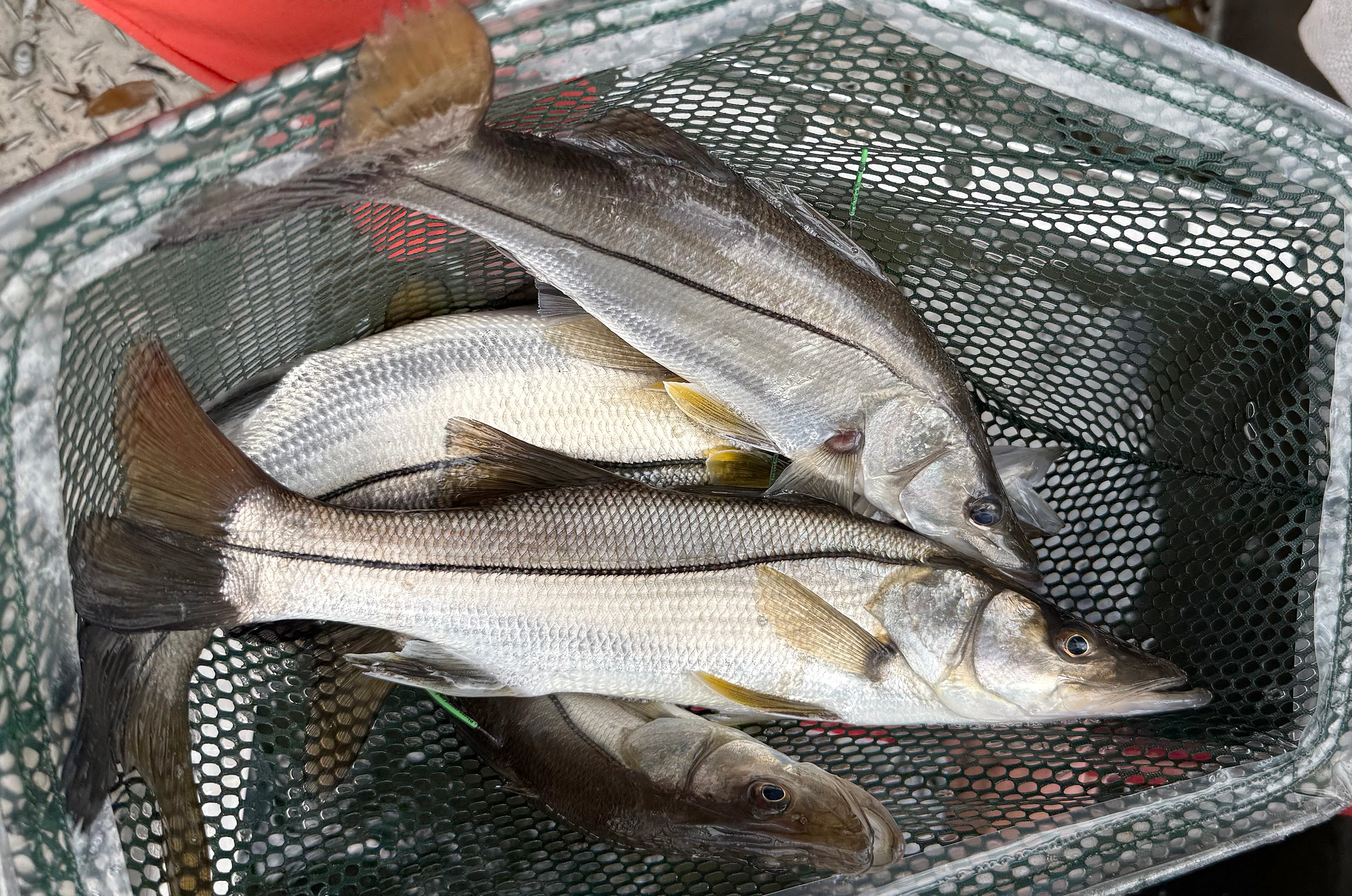 snook
