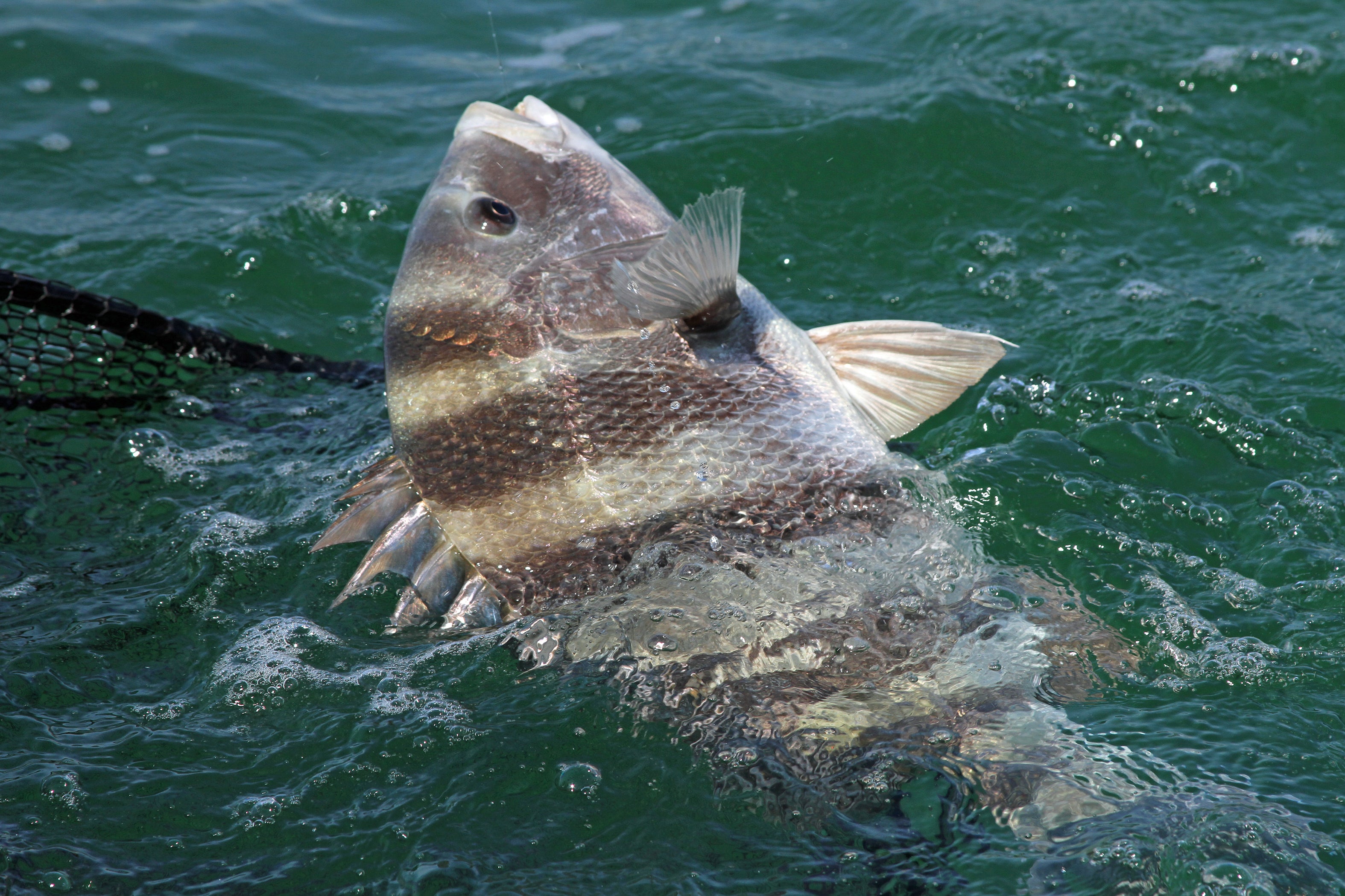 Now Is Time to Target Sheepshead in Coastal Waters