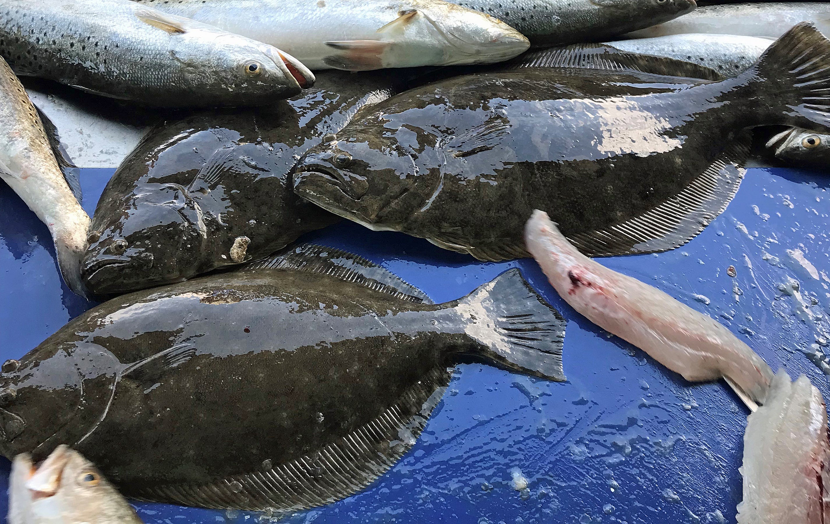 fish