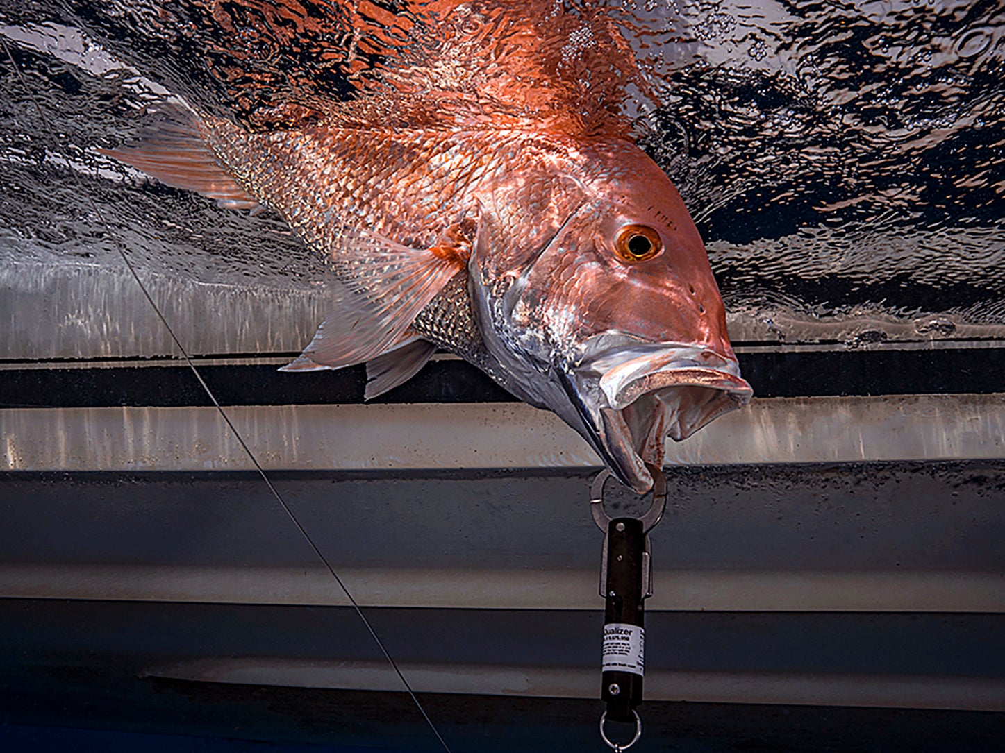 Wrapped in Red Snapper - Anglers Journal - A Fishing Life