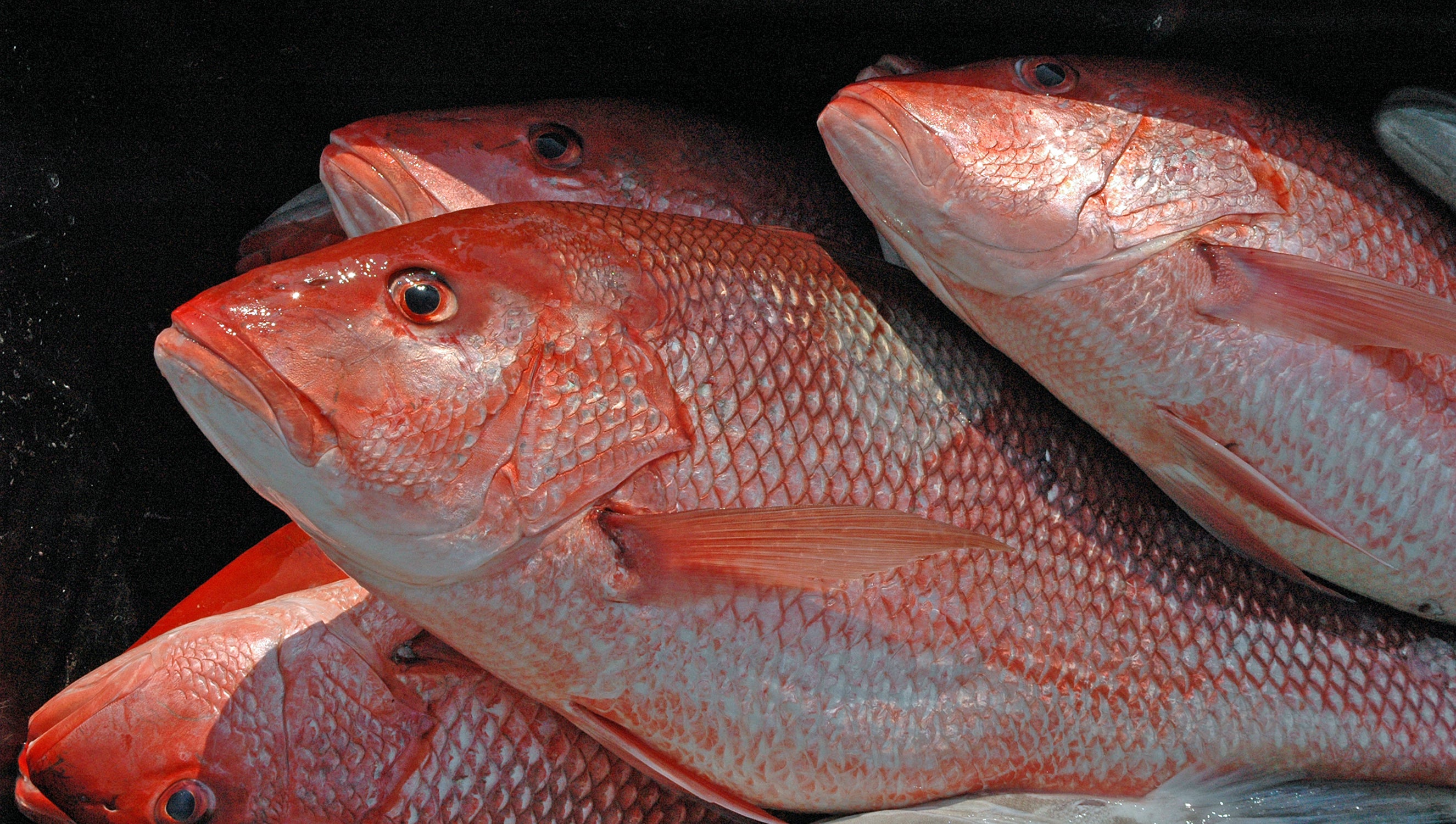 red snapper