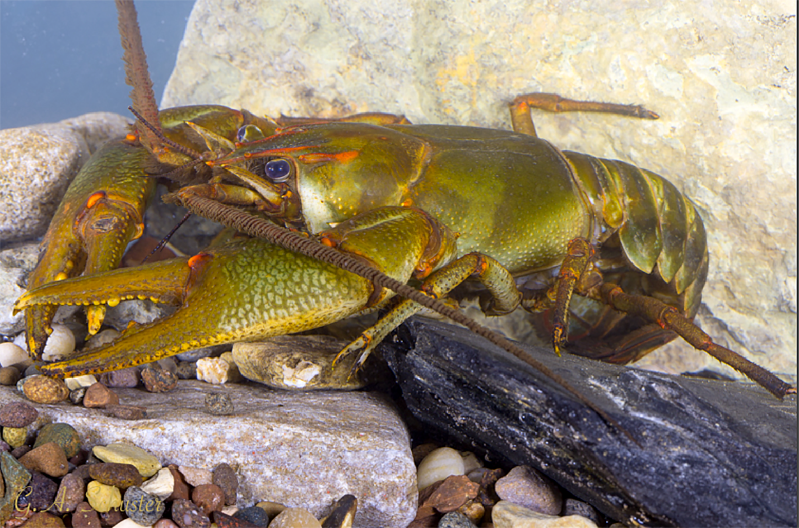 crayfish