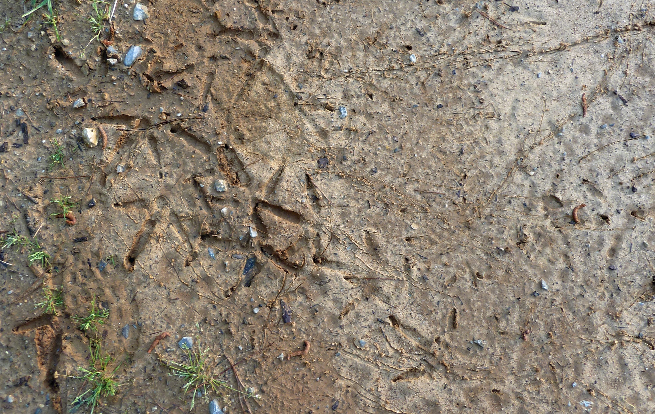 gobbler tracks