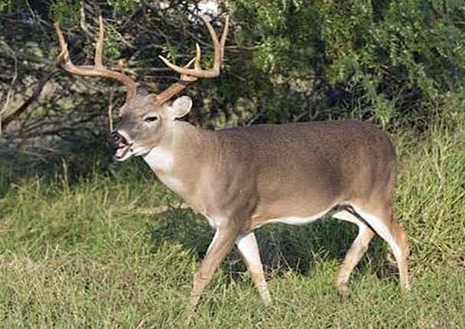 Swd Deer CWD Cases Remain Localized in Northwest Alabama | Outdoor Alabama