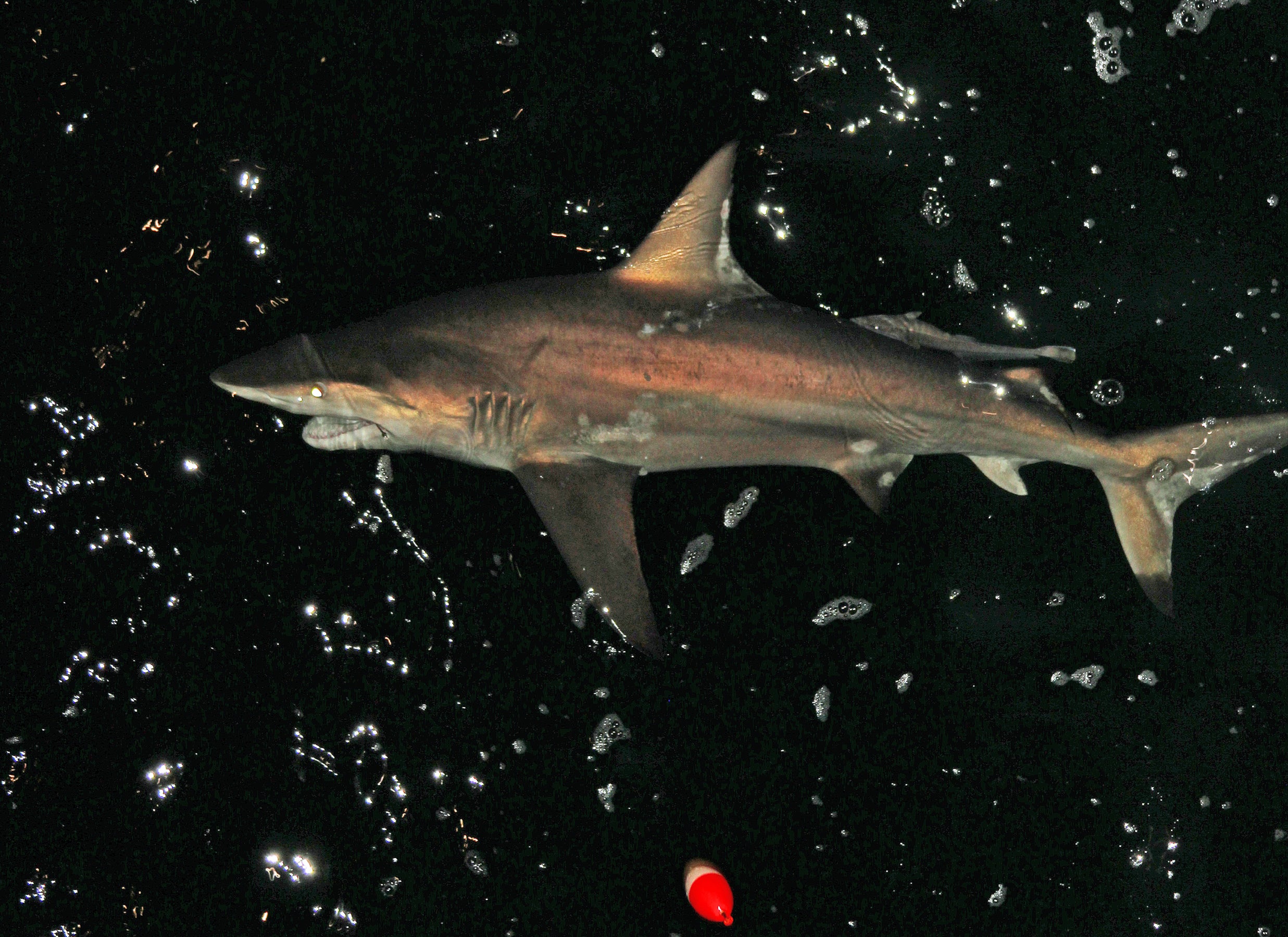 Shark at Gulf State Park Pier