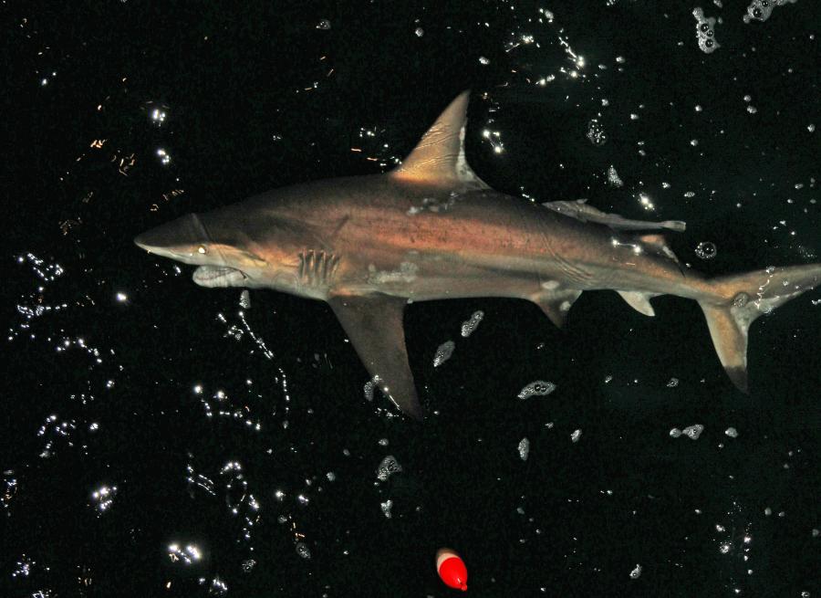 This spinner shark was caught during a previous shark-fishing event. (Photo by David Rainer)