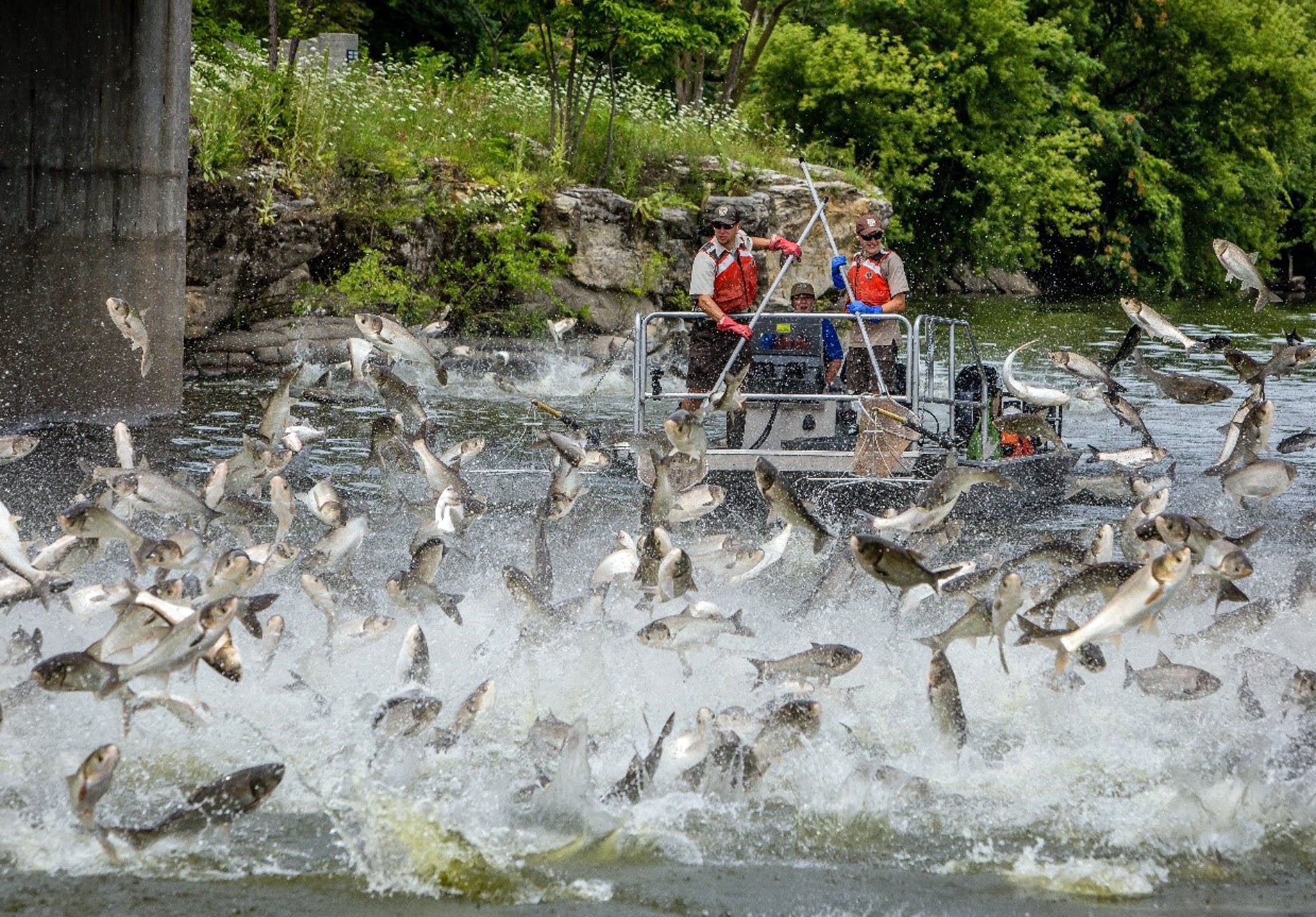 carp