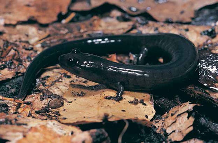 Red Hills salamander photo by Dan Brothers