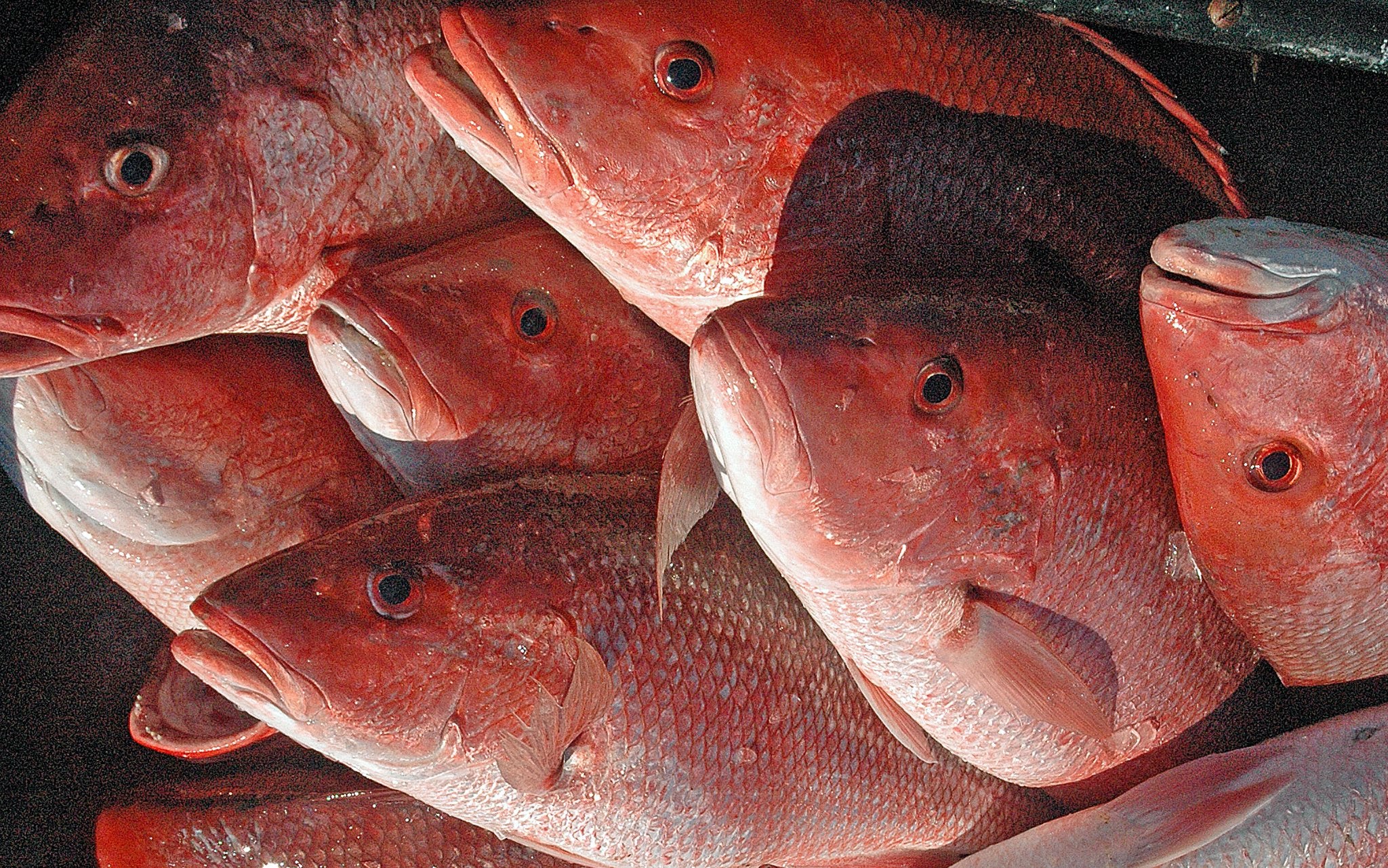 Red Snapper Season Opens 7 Day a Week Starting May 22