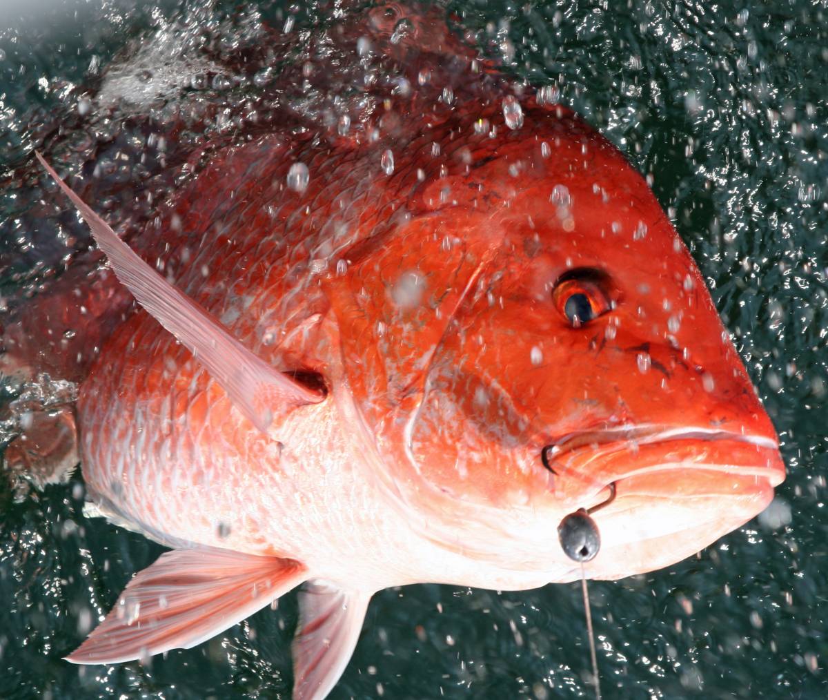 Alabama Opens for Red Snapper Fishing on May 22