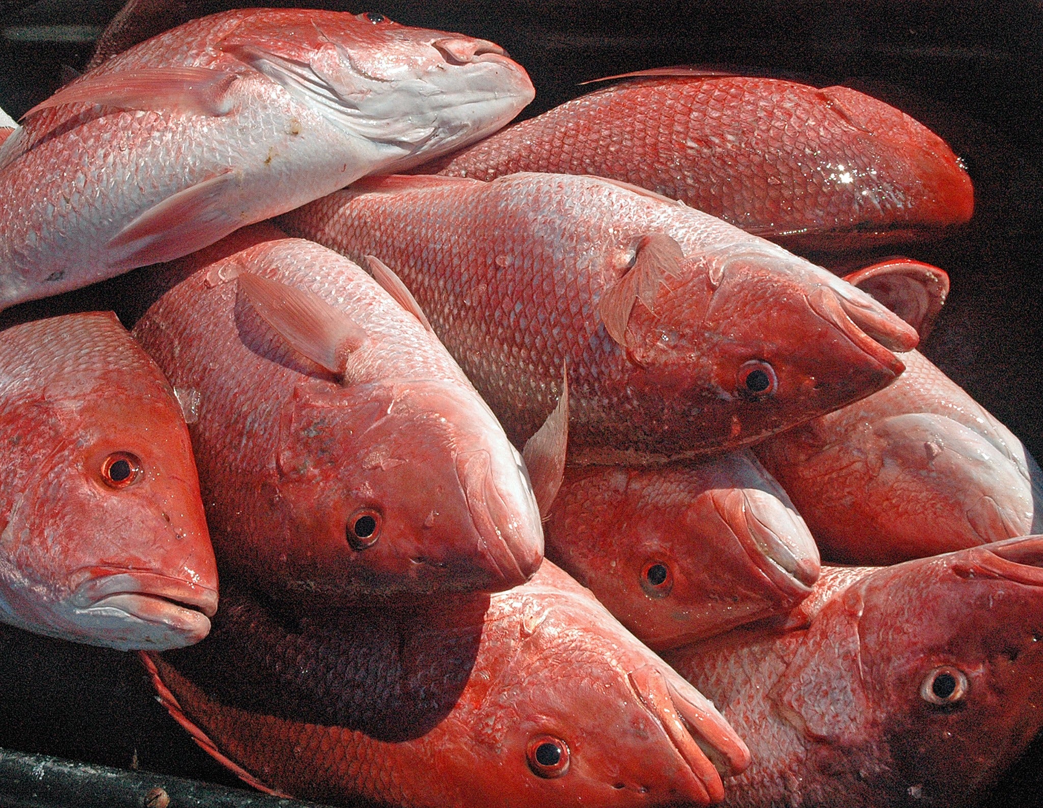 Red Snapper Season Closes December 31