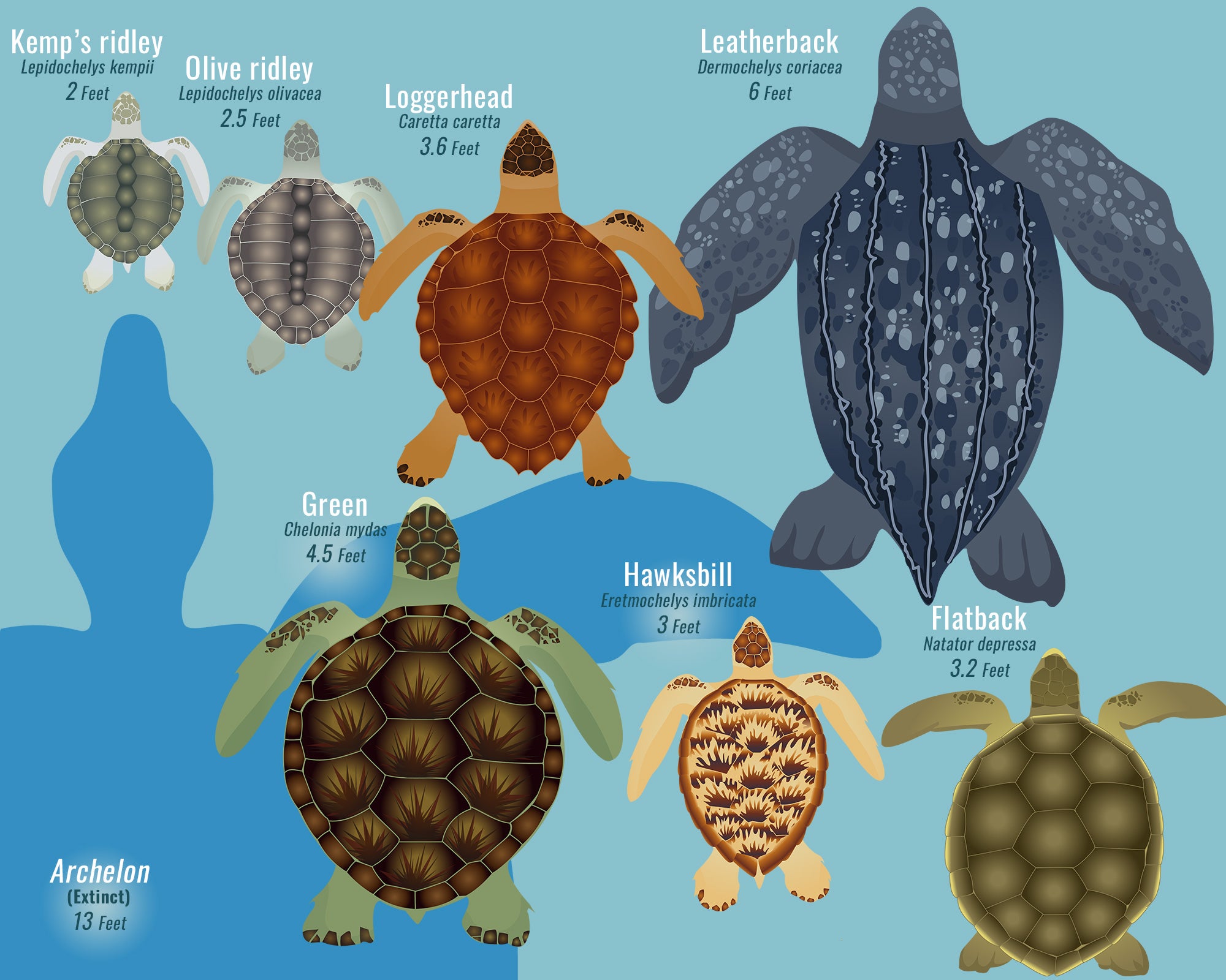 What to know about sea turtles