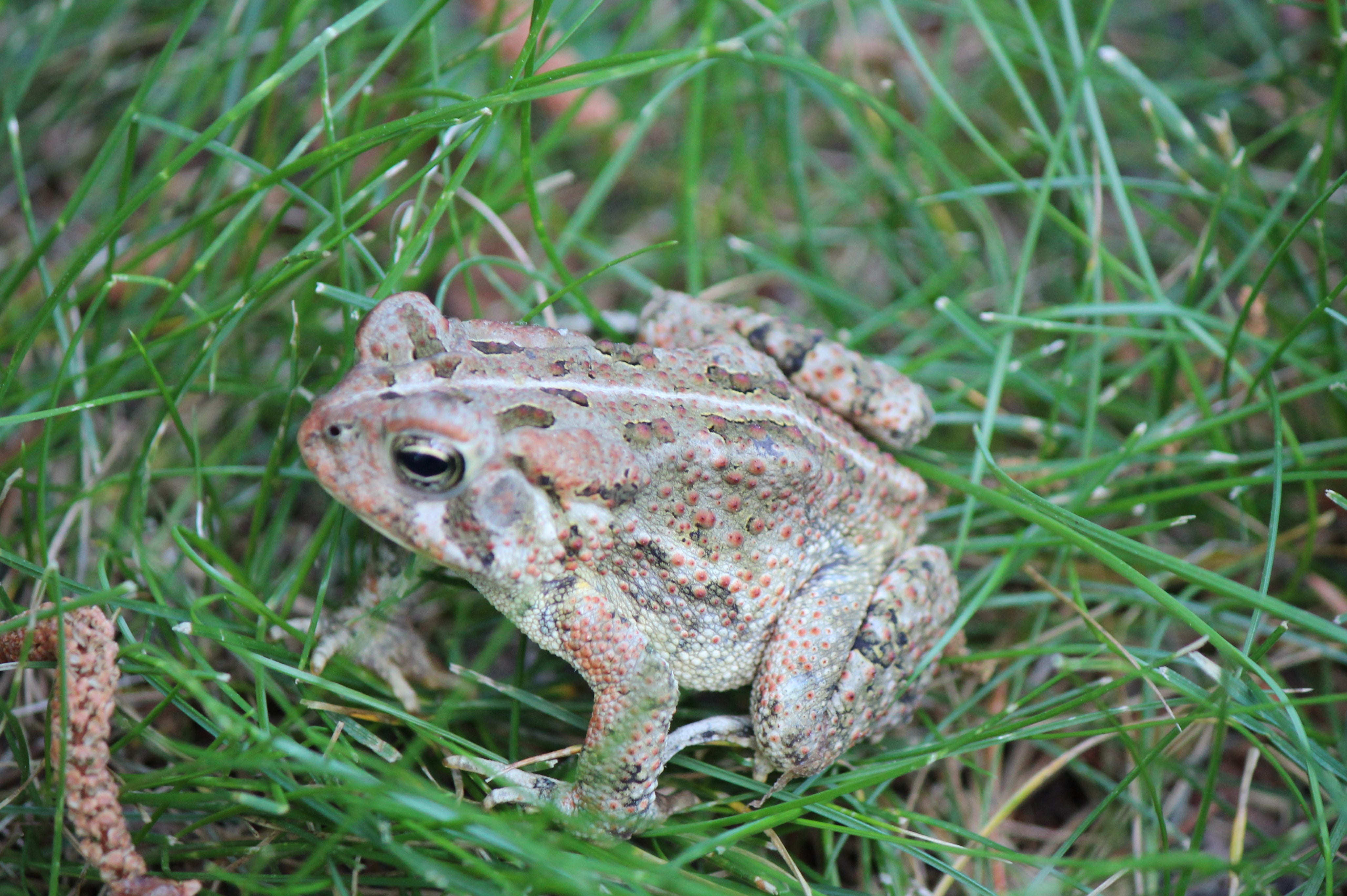 The American Toad: A Common and Widely Known Species in Alabama