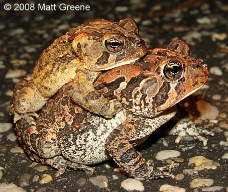 How Long Do Southern Toads Live? Unveil the Mystery!