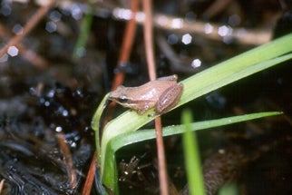 https://www.outdooralabama.com/sites/default/files/Wildlife/Amphibians/Frogs/little%20grass%20frog1.jpg