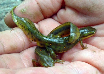 Eastern%20Newt.jpg