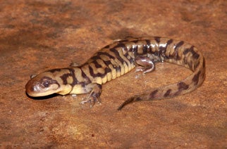 Eastern%20Tiger%20Salamander.jpg