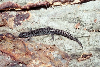 Flatwoods%20Salamander.jpg