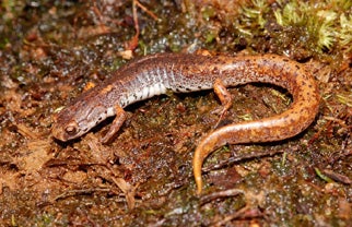 Four-toed%20Salamander.jpg