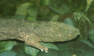 Hellbender1.jpg