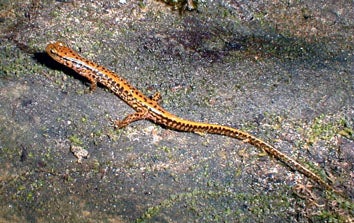 Long-tailed%20Salamander.jpg