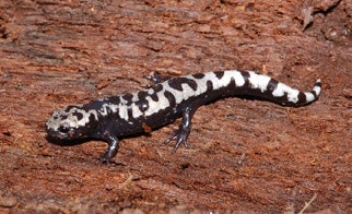 Marbled%20Salamander.jpg