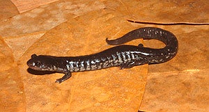 Mississippi%20Slimy%20Salamander.jpg