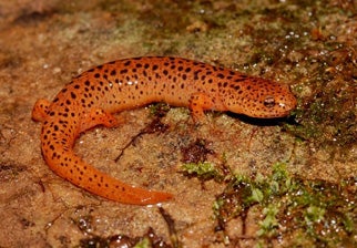 Northern%20Red%20Salamander.jpg