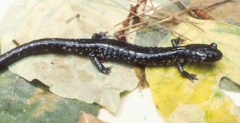 Northern%20Slimy%20Salamander.jpg