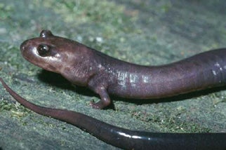 Red%20Hills%20Salamander.jpg